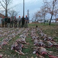 Загонная охота на зайца в Венгрии
